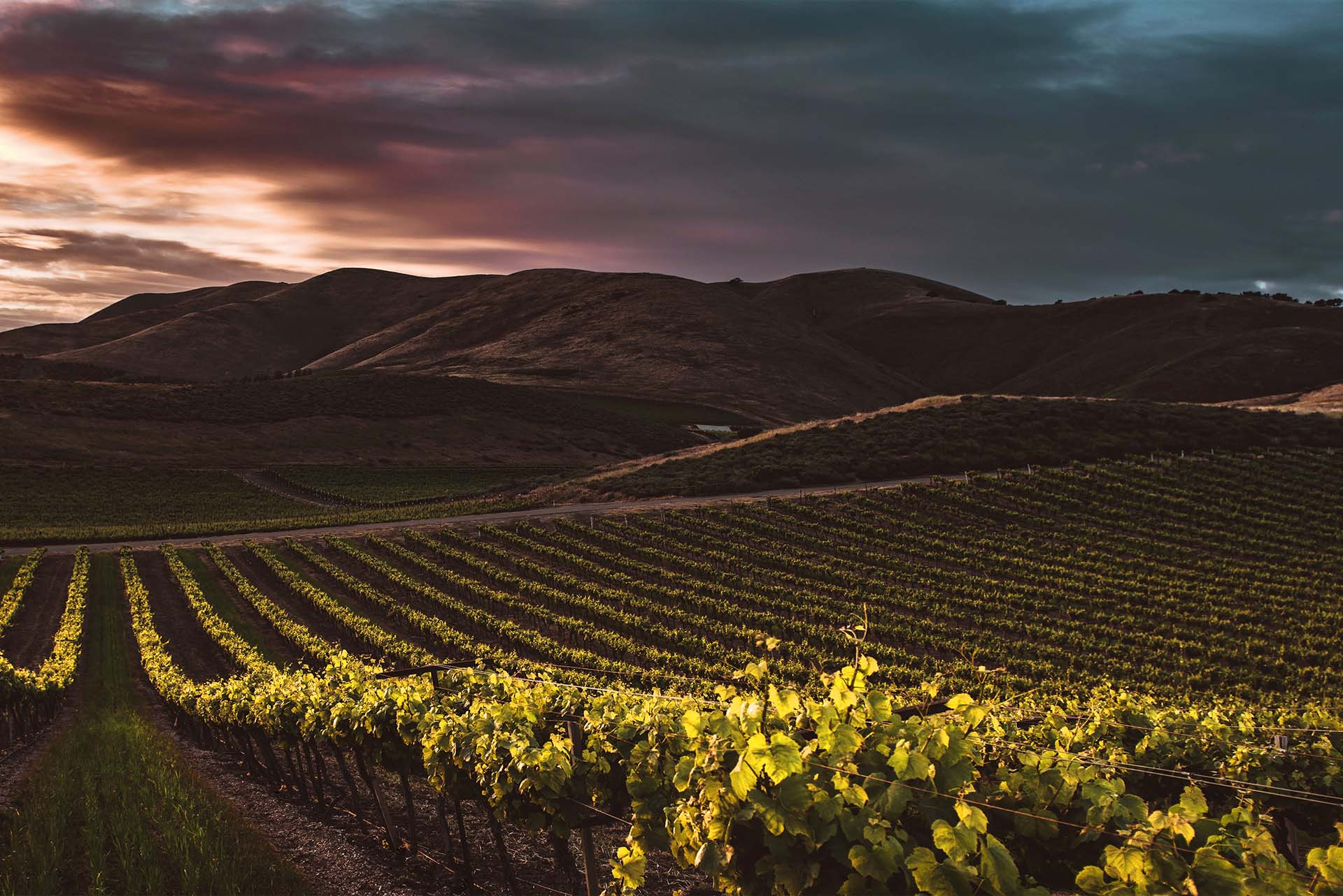 Vinehalla - Premium Wines & Spirits